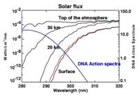 File:Ozone solar UV absorb DNA action.jpg